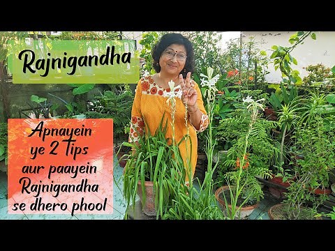 RAJNIGANDHA /TUBEROSE Plant Growth, Care and Propagation | 2 IMPORTANT TIPS | Meri Bagiya Mera Pyaar
