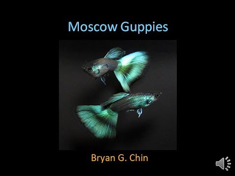 About Moscow Guppies