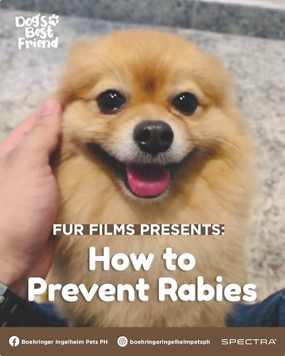 6.9K reactions · 227 shares | Rabies continues to be the top contender for viral diseases affecting our pets.  Here are some ways on how to prevent it from infecting your precious pup! #SpectraforDogs #DogsBestFriend #RabiesAwarenessMonth | Boehringer Ingelheim Pets PH | Facebook