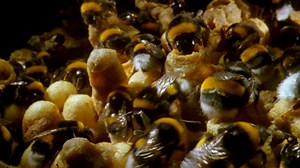 Bumblebee nests