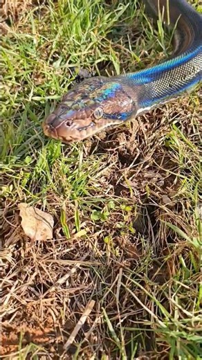 Reticulated Python Enrichment🐍🖤 #shorts