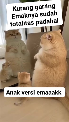 Drama Kucing yang Mengocok Perut