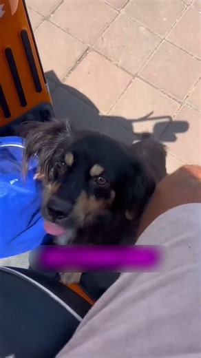 These Dogs Loves This Man But Why ?