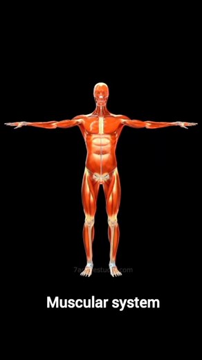 Muscular system #physics #funny #animation #cartoon #whitboard #maths #12th #10th #8th #school #collage #university #phd #physics #upscmotivation #neet #neetaspirants #ips #ias #upscexam #upscmotivation #new #motihari #motivation #trick #educationtrick #educationmadicoz #khansir | Educationmedico