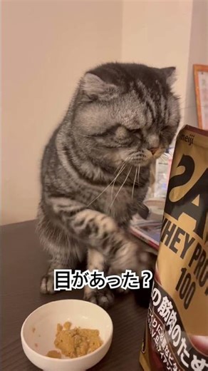 【猫あるある】意味のない猫パンチが可愛かった