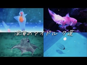 世界で最もかわいい深海魚 7選！