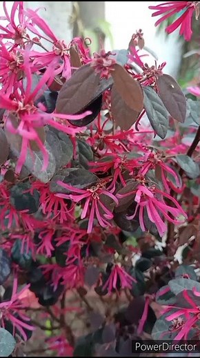 Loropetalum/Chinese Fringe plant#mitabishnoigardentips
