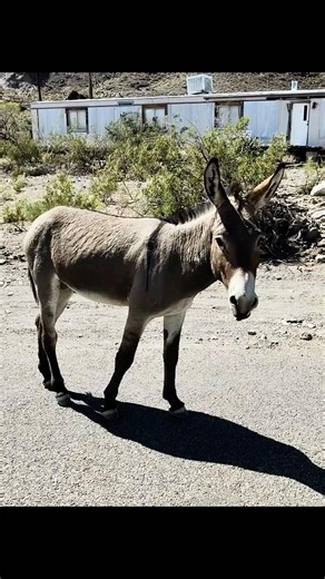 Oatman Arizona is an old gold mining boomtown turned living ghost town. 💀⛏️💀 #ghosttown #burrows