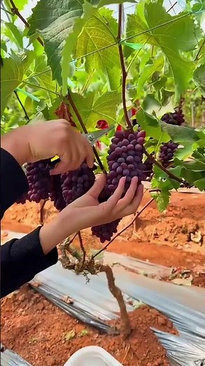 Fresh Grape Harvest 🍇 Satisfying Vineyard Picking Process