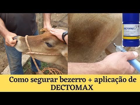 How to administer injections to calves (Dectomax) + immobilization techniques