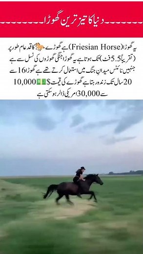 Friesian world fast horse 🐎 #friesienhorse#horse #horseracing #nature #viralvideo #trending #sgorts