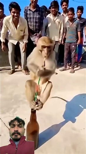 Funny monkey flying rocket 🚀 #funny #comedy #monkey #trending #wildlife