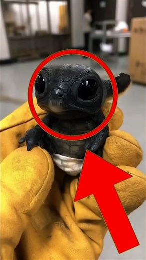 Top 4 Most Confusing Creatures Scientists Still Debate #MysteriousCreatures #ScienceDebate #animals