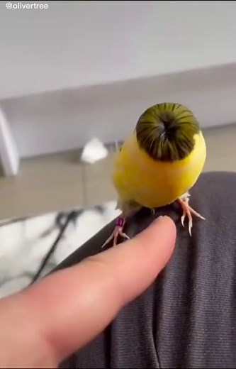 Oliver Tree Big Suit - My New Best Friend