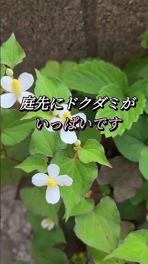 [Insect Repellent] Super Easy Way to Make Houttuynia Cordata Tincture (Ijuin-cho, Hioki City, Kag...