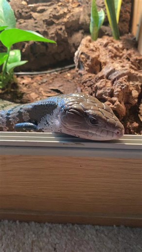 animal house (@animal.house742)’s videos with Echo Sax No.9 - Caleb Arredondo