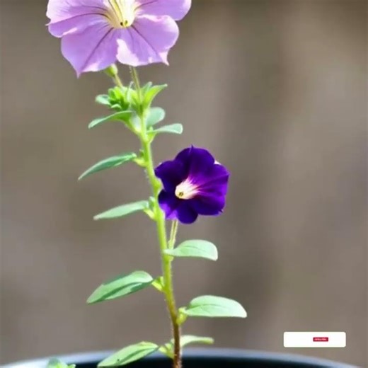 plant timelapse, seed germination, plant growth, flower blooming, nature timelapse video