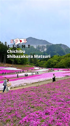 Cherry blossoms aren't the only stars of spring in Japan! 😎 In fact, there are several flowers that offer beautiful landscapes during the month of April 💐 This is the case, for example, with the Shibazakura, pretty little pink flowers that bloom over large areas 🌷 To admire them there are several festivals in Japan. The most famous one is the Fuji Shibazakura Matsuri, near Mount Fuji 🗻 However, we wanted to introduce you to a lesser-known spot that's easily accessible from Tokyo: Chichibu Sh