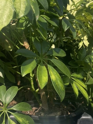 This 12x18 terrarium started with just the basics — some dirt, a hide, and a dream 🌿🦎 Now it’s a thriving bioactive setup with lush plants, isopods, and springtails. It’s the perfect starter space for my crested gecko — a cozy stepping stone as they grow and eventually move into something even bigger 💚✨ #CrestedGecko #BioactiveTerrarium #ReptileTok #TerrariumGlowUp #GeckoSetup #ExoticPets #Isopods #Springtails #ReptileEnclosure #Vivarium #BeforeAndAfter #PetTok #GeckoLove #ReptileLife