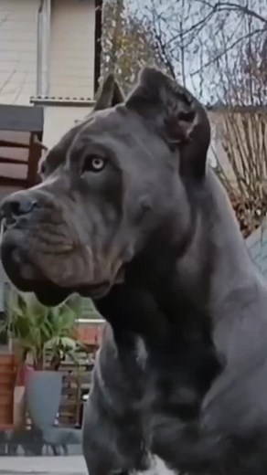 Cane Corso: Majestic Dog Breed Overview and Care Tips