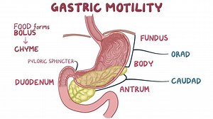 Video: Gastric motility - Video Explanation! | Osmosis | Osmosis