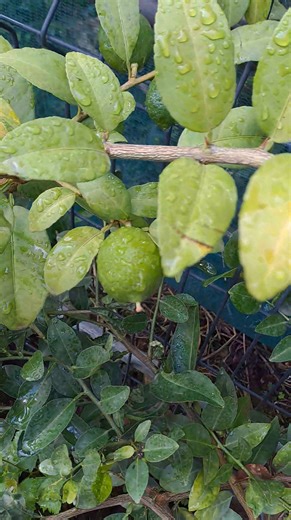 What you can expect from our provin plants 🌿😊 Took this video in the morning, even if you have limited space you can still have plants which will give you fruits within 1 - 2 yrs 😊 | Zardin Eden