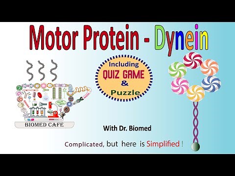 Motor protein- Dynein: Structure and Function