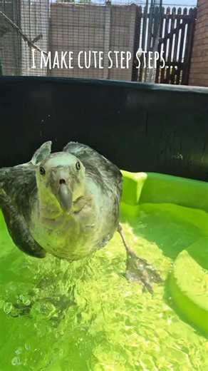 Northern Giant Petrel/ Grootnellie facts: ● Giant petrels are the largest petrels ● They whinny and neigh ● They are a near threatened species in Namibia and South Africa ● Juveniles are dark brown and they become paler with age ● They are scavengers and eat carrion, birds, fish, squid and crustaceans. | Hartenbos Dierehospitaal / Animal Hospital