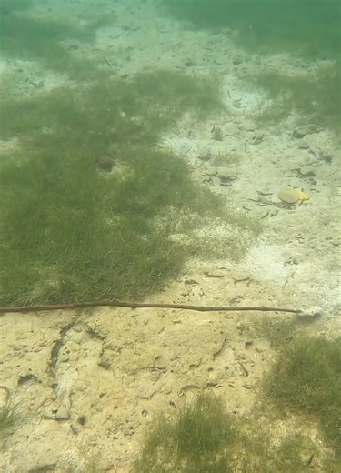 Octopus hunting | Crack vlog