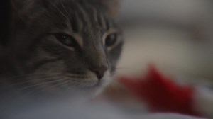 2.9K reactions · 355 shares | Don't let finances stand in the way of getting your loved ones the care they want and need with the CareCredit Credit card.* | CareCredit | Facebook