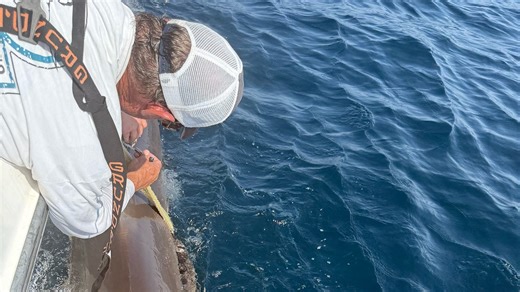 'Dangerous' dusky shark near Delaware, Jersey Shore beaches being tracked. What we know