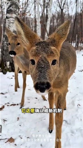 Crazy Roe Deer's Hilarious Foolishness