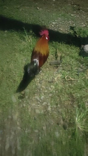 #2 Red JungleFowl Mating