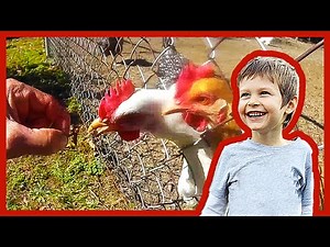 Feeding Bugs to the Chickens