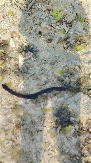 15 INCHES LONG SEA COCUMBER #shorts