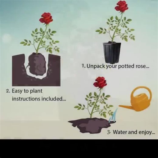 Florentina Climbing Rose Plant 1.5 Gallon Potted | Non-stop Red Flowers - Own Root Great for Containers - Customer Favorite! - Etsy