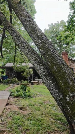 Tree & House Disaster Update