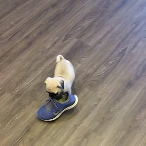 42K views · 1.5K reactions | Baby Pug problems  | Pugs | Facebook