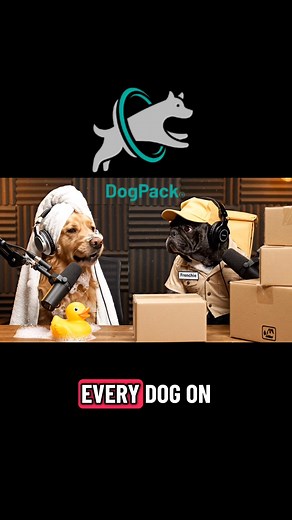 Truly terrifying costumes 😱🛁📦 | DogPack