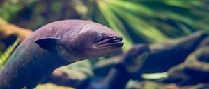 New Zealand Longfin Eel | Freshwater Fish | Auckland Zoo