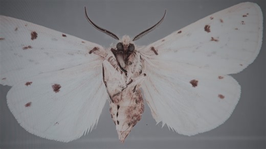 Dead Birds Flying High - The Story of Eccentric Farmer Juergen F Mahrt