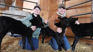 Holy cow, cow, cow. Rare triplets born on Montana ranch