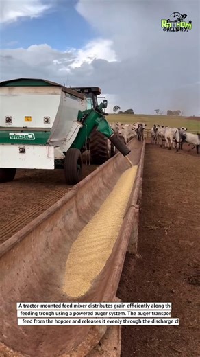 Automatic Cattle Feed Distribution with Tractor Mixer 🚜🐄