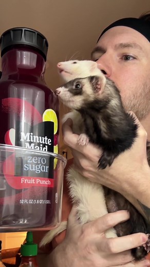Ferrets Sleep Patterns Revealed - How Many Hours Do They Sleep?