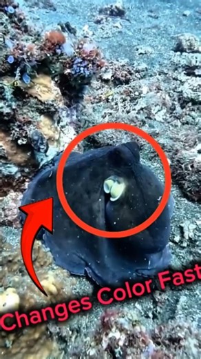 How can an octopus change color this fast?#octupus #facts #animals #shorts #viral #fyp