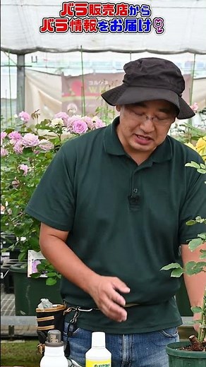 バラ🌹の【ハダニ・黒星病対策】 梅雨明け後の病害虫対策を詳しく説明します。バラ販売店・店長【高木大輔さん】#shorts