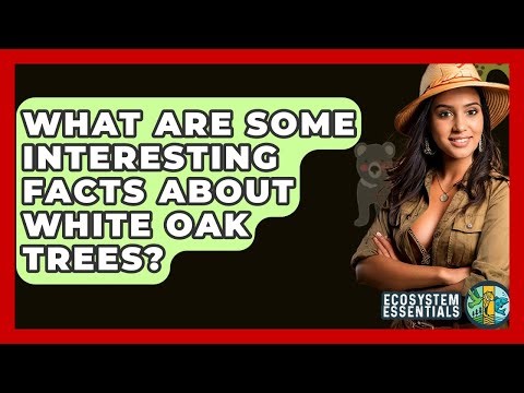 What Are Some Interesting Facts About White Oak Trees? - Ecosystem Essentials