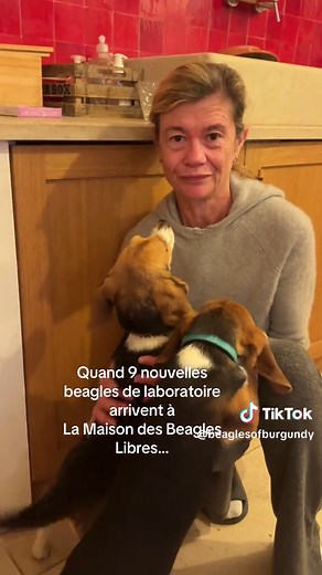 Nouvelles Beagles Libres : Adoption Après Laboratoire