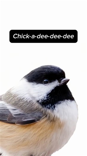 Black-capped Chickadee Sound You’ll Never Forget 👀