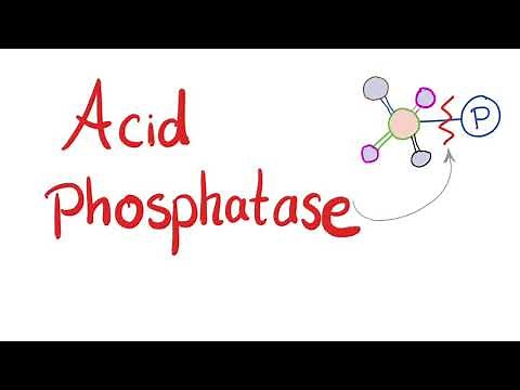Acid Phosphatase - Lab Test 🧪 - What’s the Use?